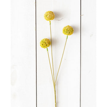 Branch - Yellow Billy Buttons