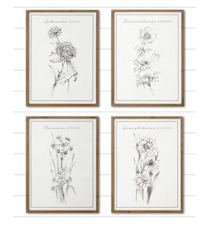 Botanical Prints - Wood Framed Single Prints