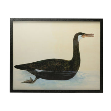 Wood & MDF Framed Wall Decor w/ Vintage Reproduction Bird Image, Black 20