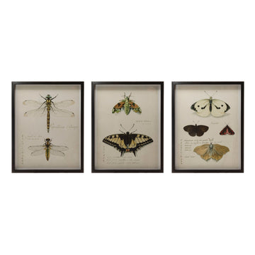 Wood Frame Wall Decor w/ Insects, 3 Styles