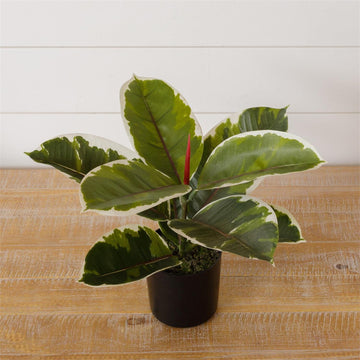 Potted Variegated Faux Rubber Plant