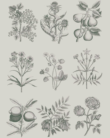 RHS Decoupage Paper - Botanical Drawings