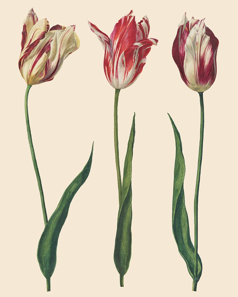 RHS Decoupage Paper - Dutch Tulips - Five and Divine