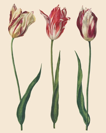 RHS Decoupage Paper - Dutch Tulips