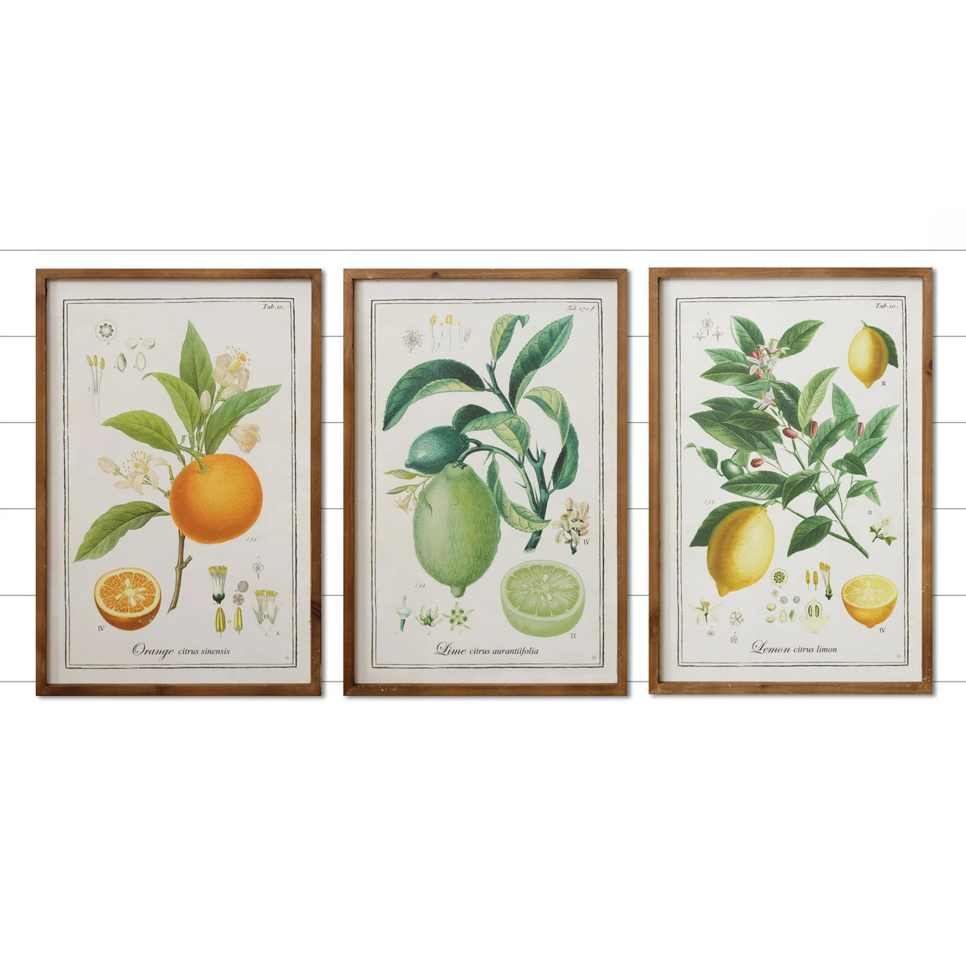 Citrus Prints - Wood Framed Single Prints - Five and Divine