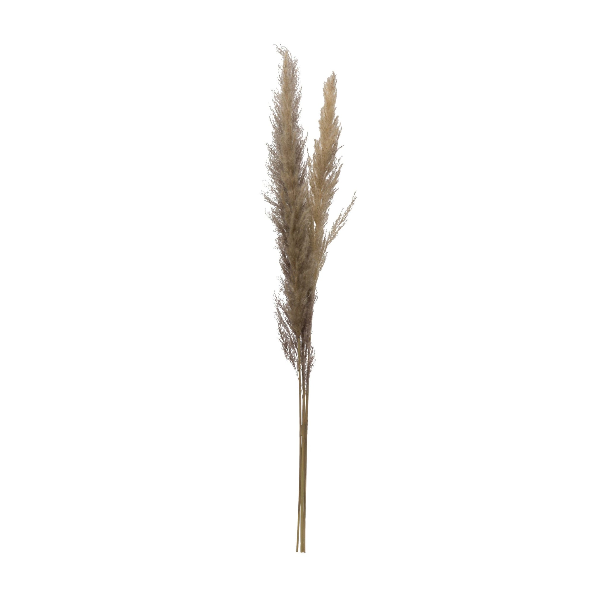 Dried Natural Pampas Grass Bunch - Five and Divine