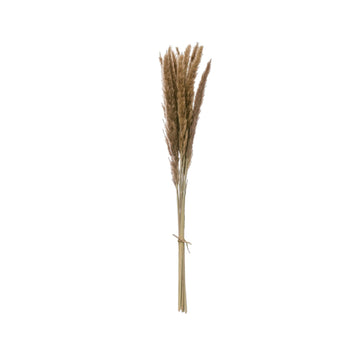 Dried Natural Fountain Grass Bunch 25-1/2"H  - Five and Divine
