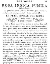 IOD Le Petit Rosier (11x14) - Decor Transfer - Five and Divine